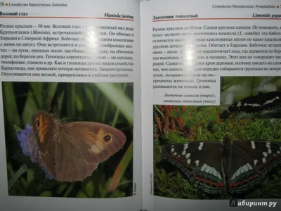 Фотографии редких российских бабочек с краткими характеристиками