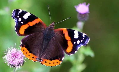 Удивительные фотографии бабочек России в формате JPG