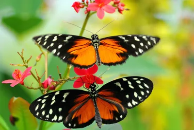 История красоты: фото бабочек России в формате WebP