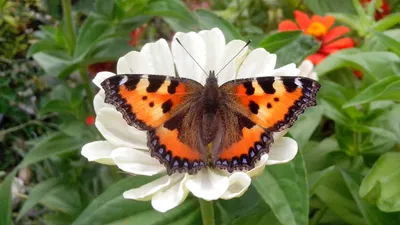 Редкие и экзотические картинки бабочек России