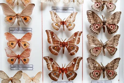 Живописные бабочки России на изображениях