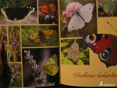 Коллекция красочных картинок российских бабочек