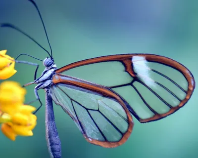Очаровательные изображения российских бабочек