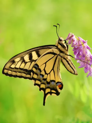 Бабочки сибири  фото
