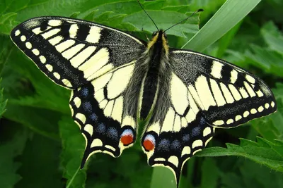 Разнообразные бабочки Сибири на ваш выбор