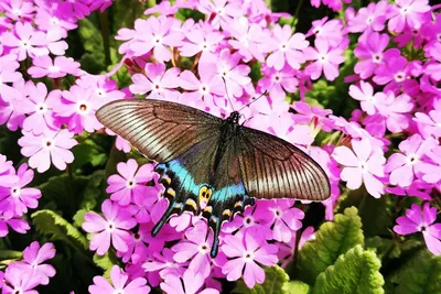 Разнообразные бабочки Сибири: выбирайте формат