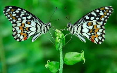 Фото, показывающие красоту бабочек Сибири