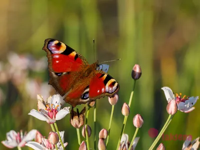 Фото бабочек Сибири в высоком разрешении