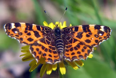Фото бабочек средней полосы России: выберите размер и формат