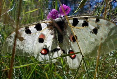 Изображения бабочек средней полосы России в высоком качестве