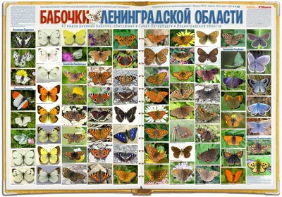 Картинки бабочек средней полосы России в формате WebP для сети