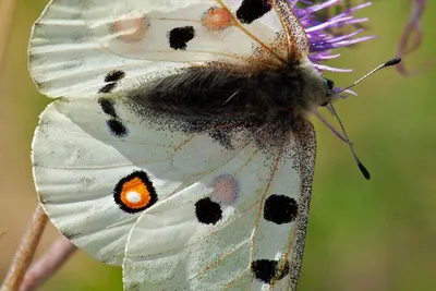 Фотографии бабочек средней полосы России - выберите свой вариант