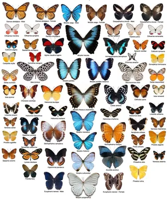 Картинки бабочек средней полосы России для скачивания в разных форматах