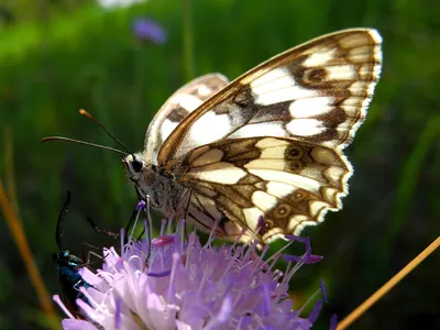 Фото бабочек средней полосы России - выберите свой формат для скачивания