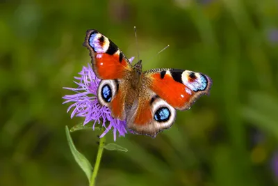 Фото бабочек средней полосы России в формате PNG