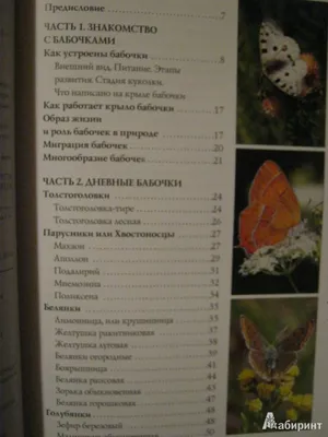 Изображения бабочек средней полосы России на различных фотографиях