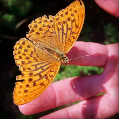 Фото бабочек средней полосы России на фотографиях в природе
