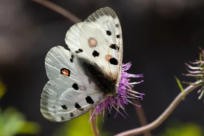 Бабочки средней полосы России на самых качественных фотографиях