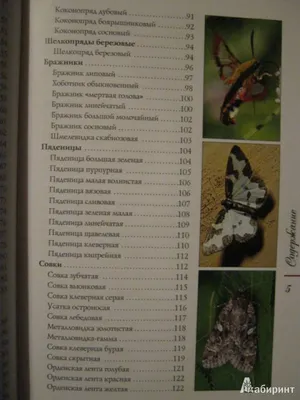 Картинки бабочек средней полосы России для скачивания в формате JPG с прозрачностью