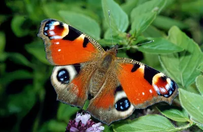 Фотографии бабочек средней полосы России - моменты из жизни насекомых