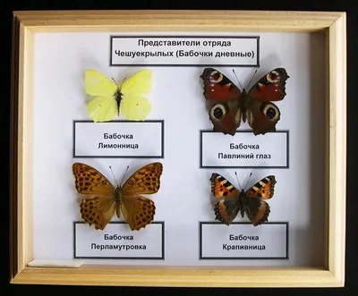 Изображения бабочек средней полосы России на самых красивых снимках природы