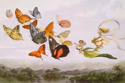 Фотографии бабочек средней полосы России на фоне различных пейзажей