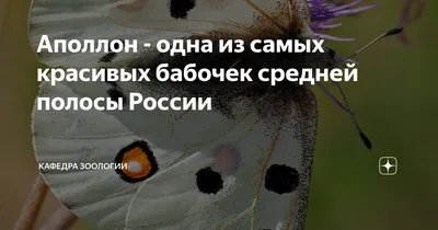 Картинки бабочек средней полосы России для скачивания в разных размерах и форматах