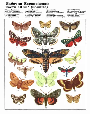 Фотографии бабочек средней полосы России - выбирайте любимую картинку