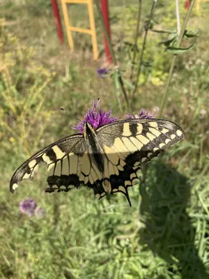 Изображения бабочек средней полосы России на наилучших фотоснимках