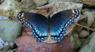 Фотографии бабочек средней полосы России - выберите свою любимую открытку