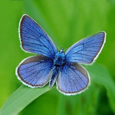 Изображения бабочек средней полосы России с максимальным детализацией