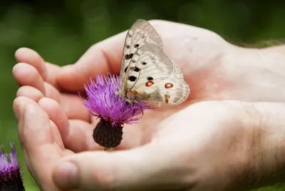 Изображения бабочек средней полосы России в разных размерах