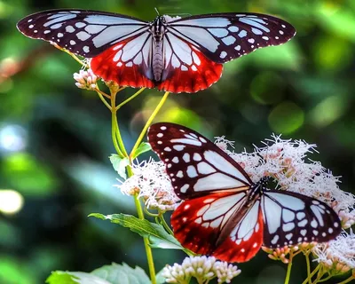 Изображения бабочек средней полосы России на необычных фотографиях