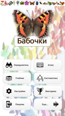 Изображения бабочек средней полосы России на самых живописных снимках