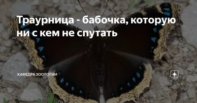 Картинки бабочек средней полосы России в формате WebP для быстрой загрузки страницы