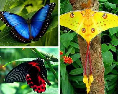 Бабочки тропические: большой размер, формат JPG