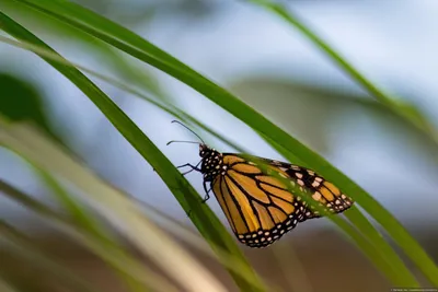 Уникальные фотографии бабочек тропического региона