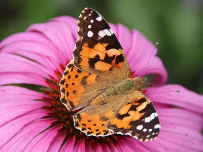 Фотографии бабочек Украины