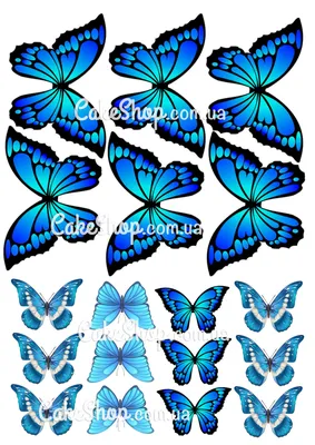 Бабочки Украины в разнообразных размерах