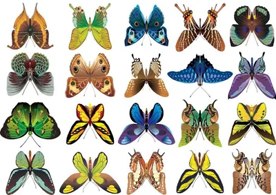 Украинские бабочки в разных форматах и размерах