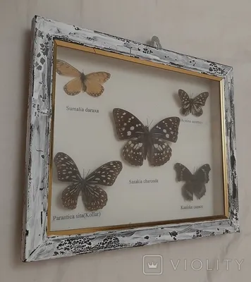Прекрасные бабочки Украины на изображениях
