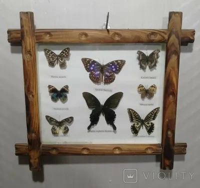 Бабочки Украины: фотографии в разных размерах