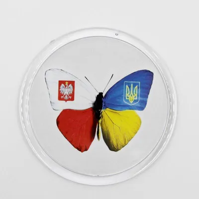 Украинские бабочки: красота на фотографиях