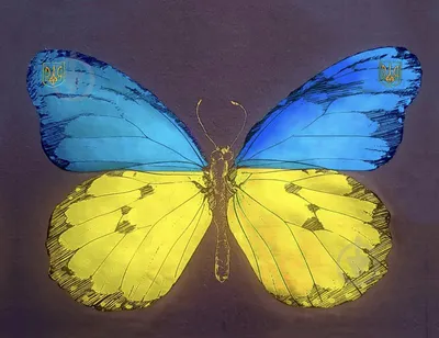 Бабочки Украины в разных форматах для скачивания