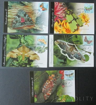 Украинские бабочки: коллекция фото и изображений в высоком качестве