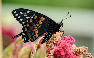 Красочные бабочки Украины