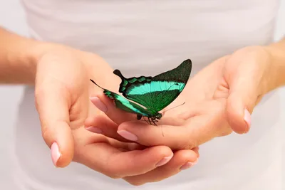 Исследуйте красоту бабочек с этими впечатляющими изображениями