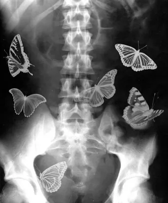 Удивительные бабочки для скачивания в формате JPG