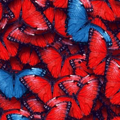 Разнообразие свежих фотографий бабочек для ваших дизайнерских проектов