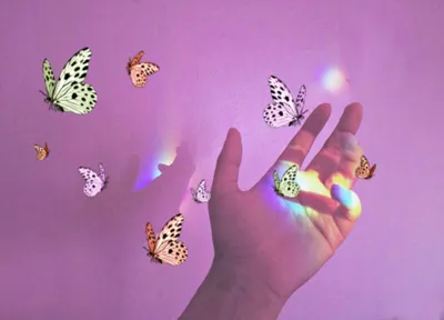 Исследуйте красоту бабочек с этими потрясающими и нежными изображениями